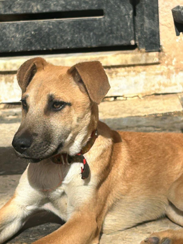 BILLY - Chien à adopter - photo 5