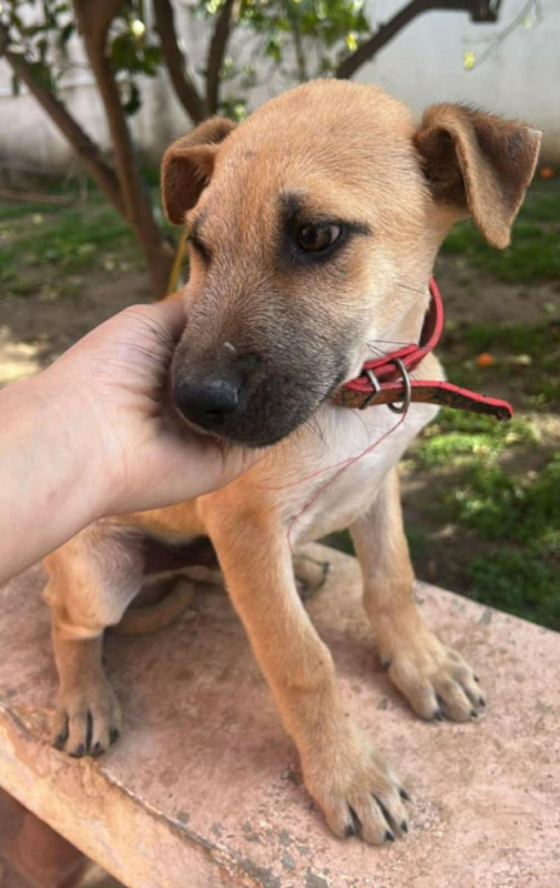 BILLY - Chien à adopter - photo 8