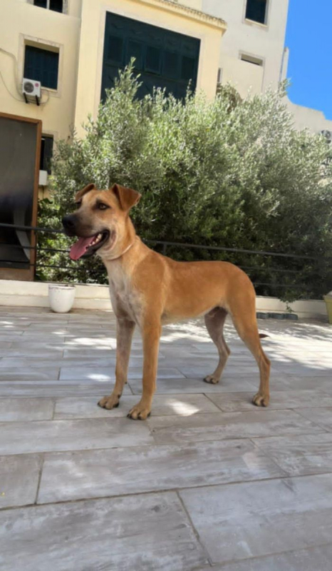 BILLY - Chien à adopter - photo 2