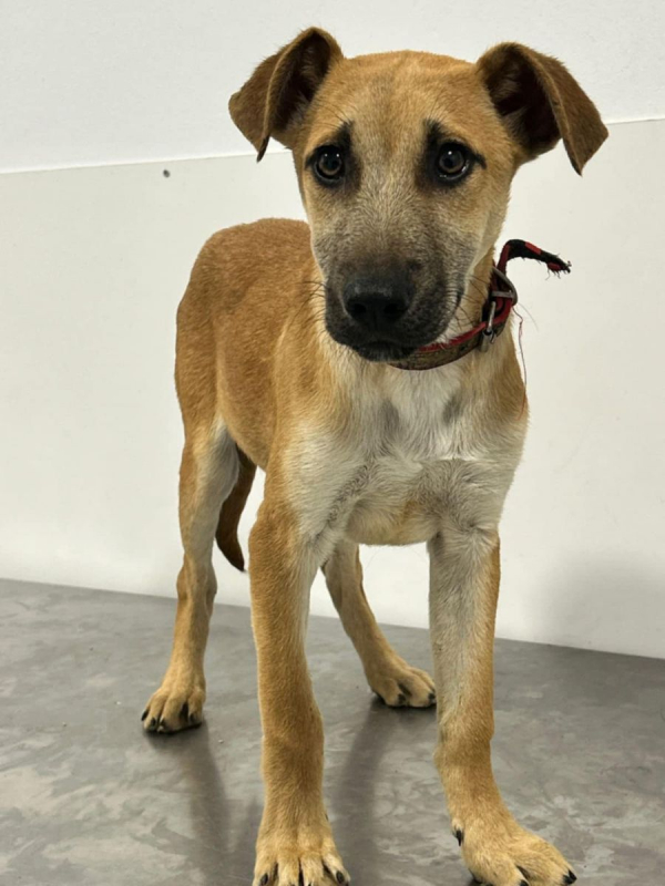 BILLY - Chien à adopter - photo 3