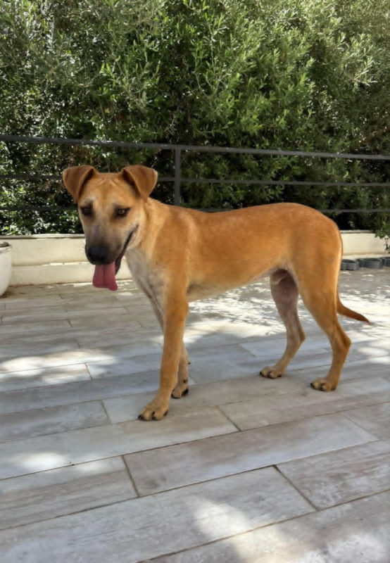 BILLY - Chien à adopter