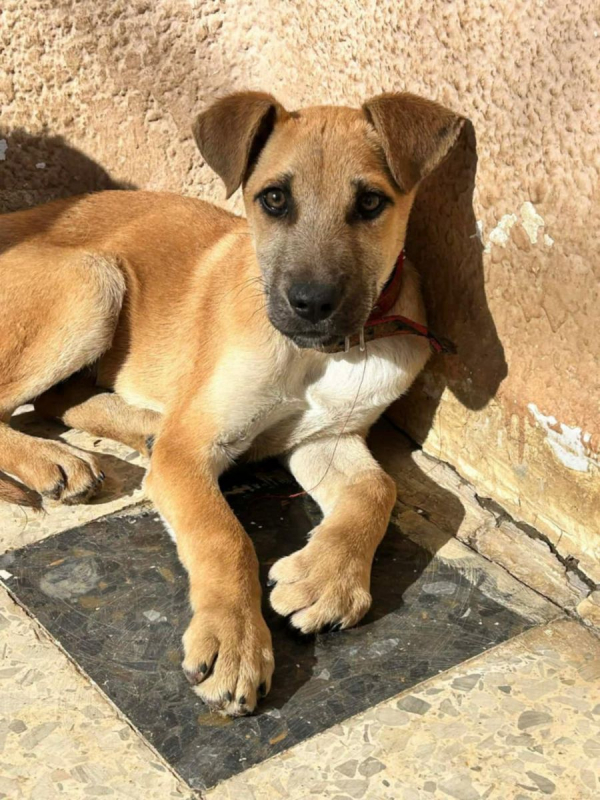 BILLY - Chien à adopter - photo 7