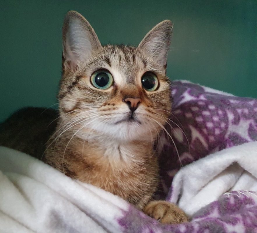 Rossini - Chat Européen à adopter
