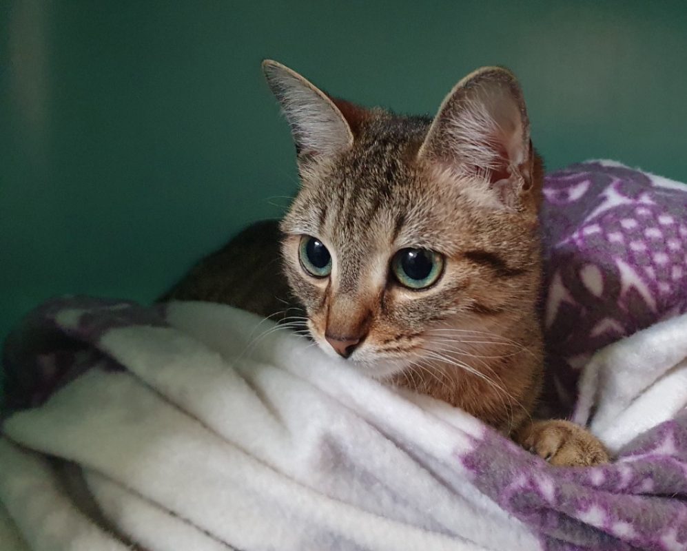 Rossini - Chat Européen à adopter - photo 2