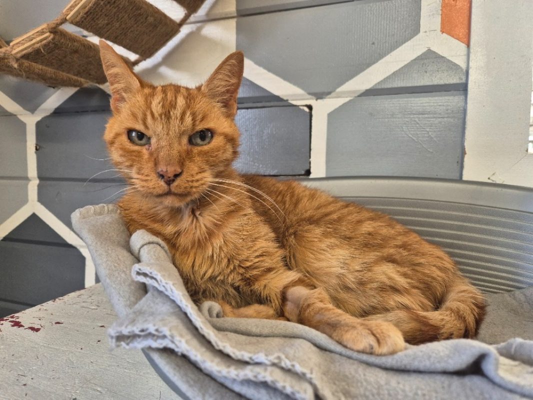 Rouckinou - Chat Européen à adopter