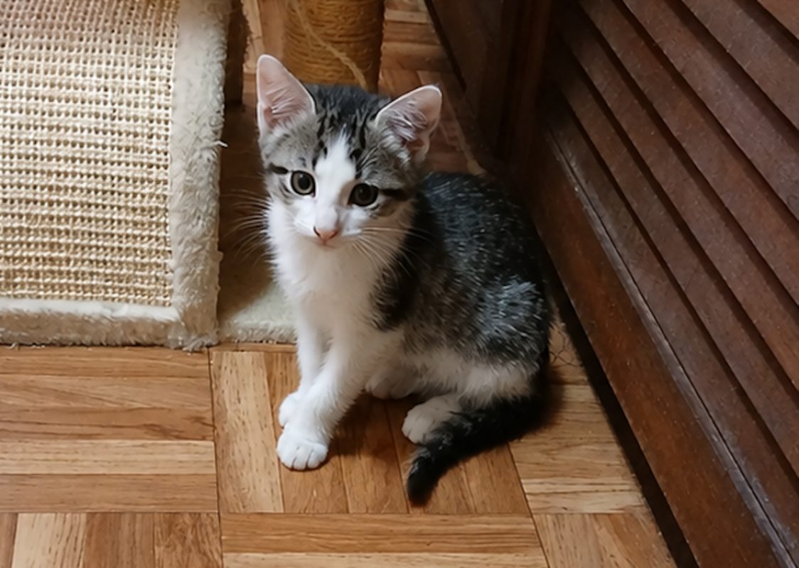 Bally chez anne - Chat Européen à adopter