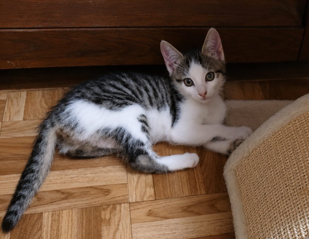 Bea chez anne - Chat Européen à adopter