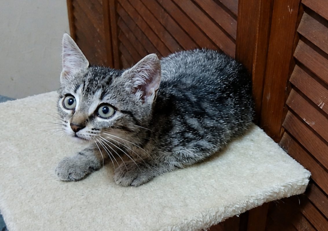 Betty chez anne - Chat Européen à adopter