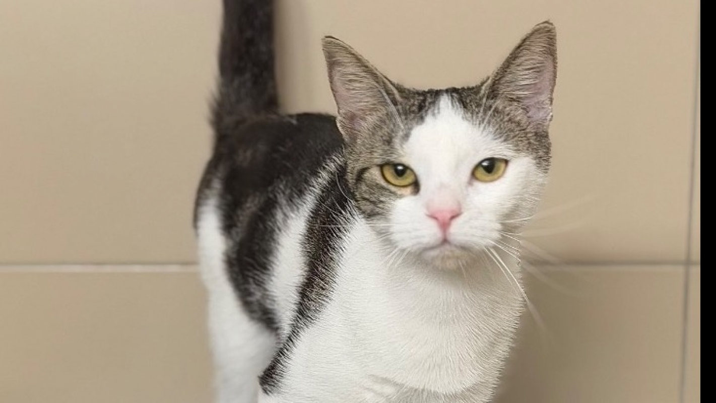 Bibiche - Chat Européen à adopter