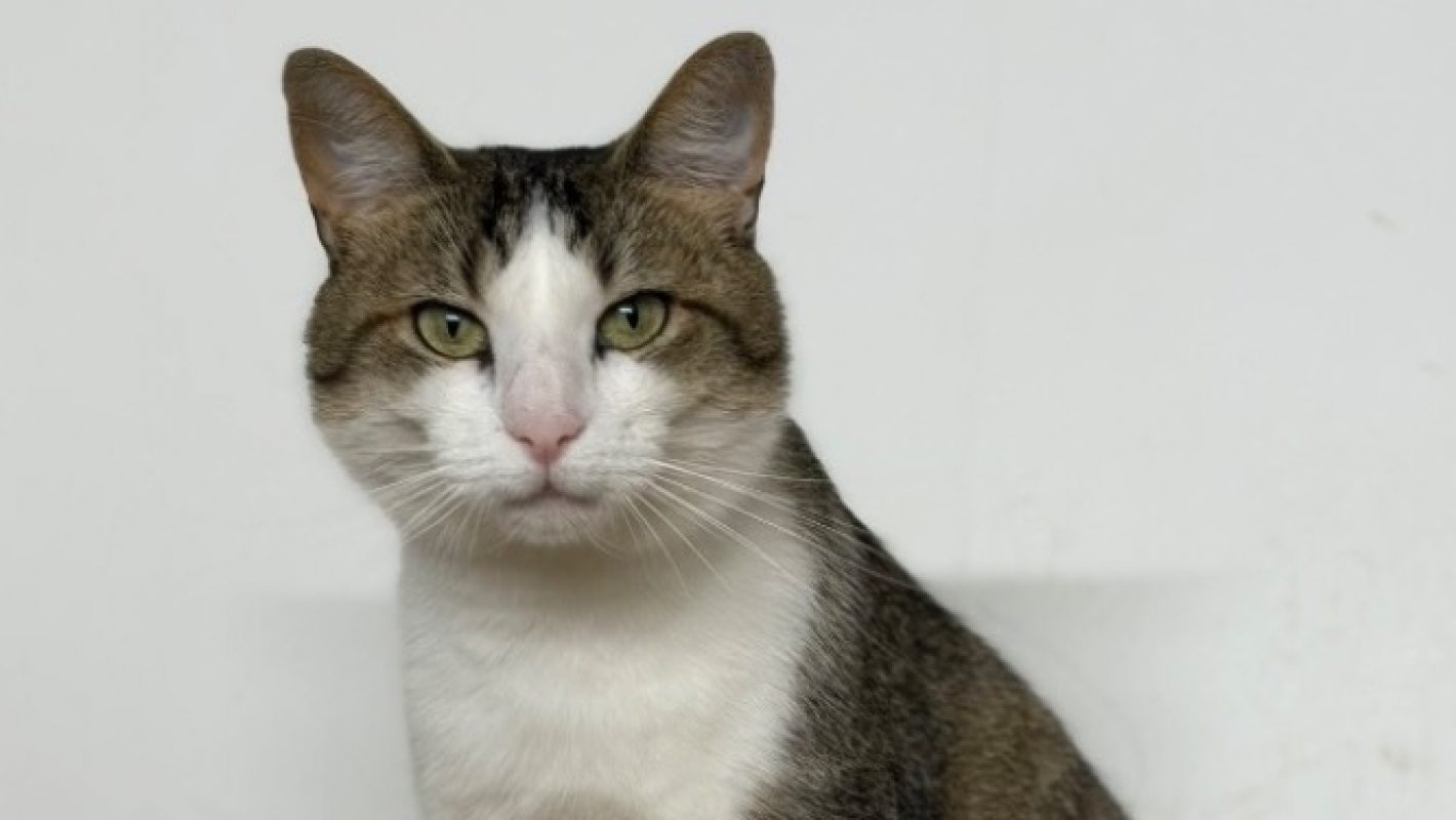 Queeny - Chat Européen à adopter