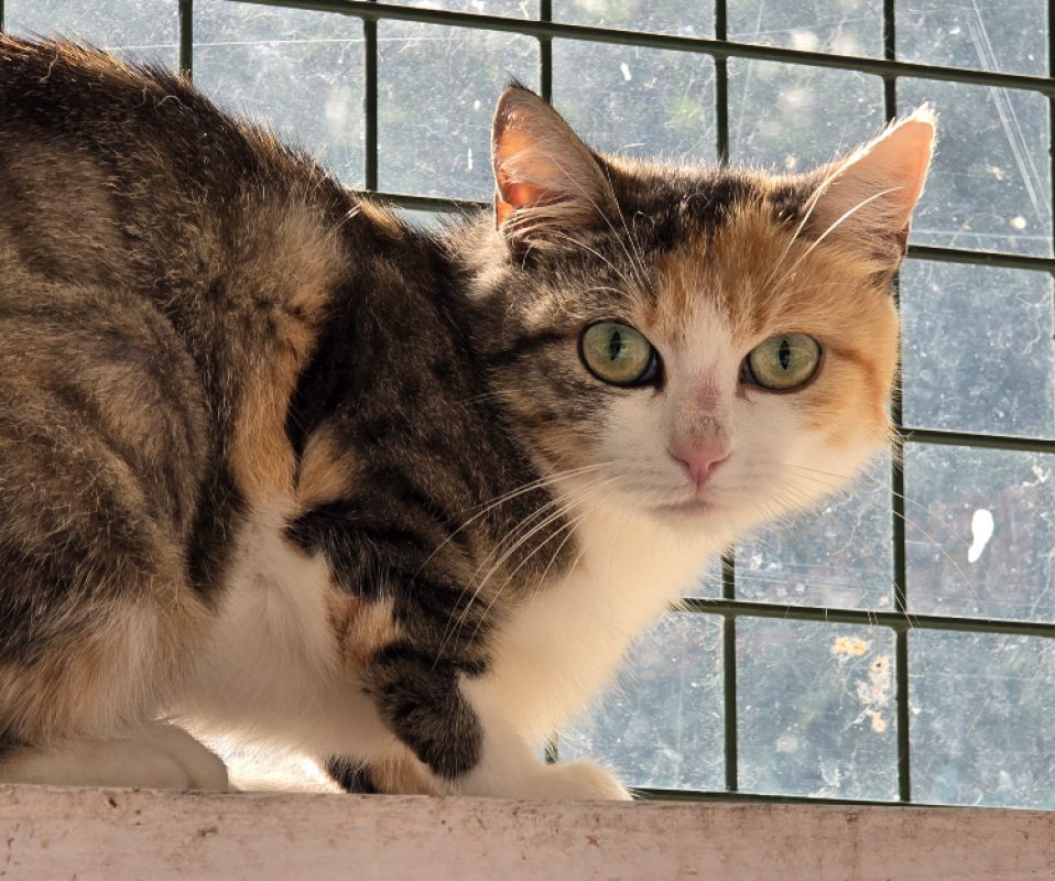 Ariel - Chat Européen à adopter