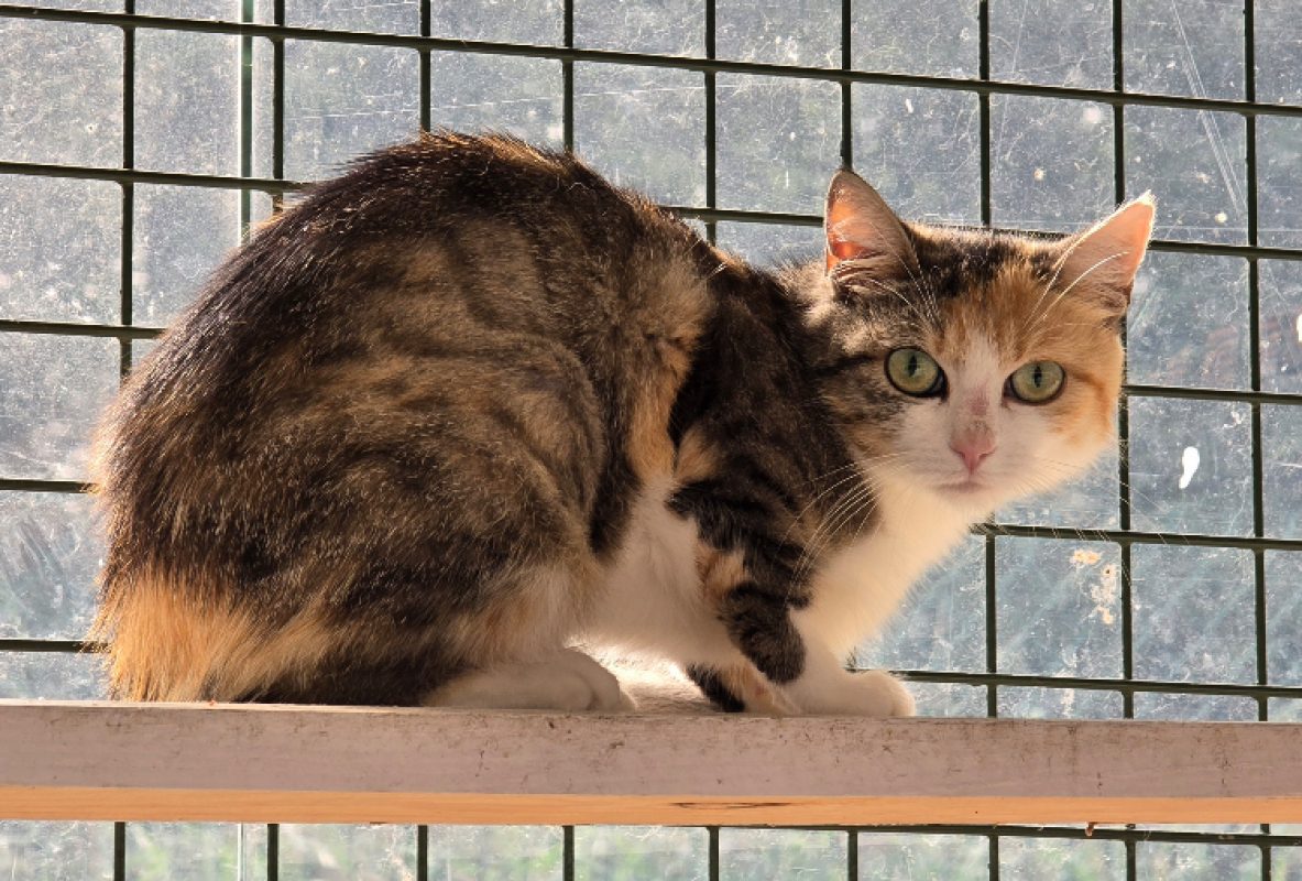 Ariel - Chat Européen à adopter - photo 2
