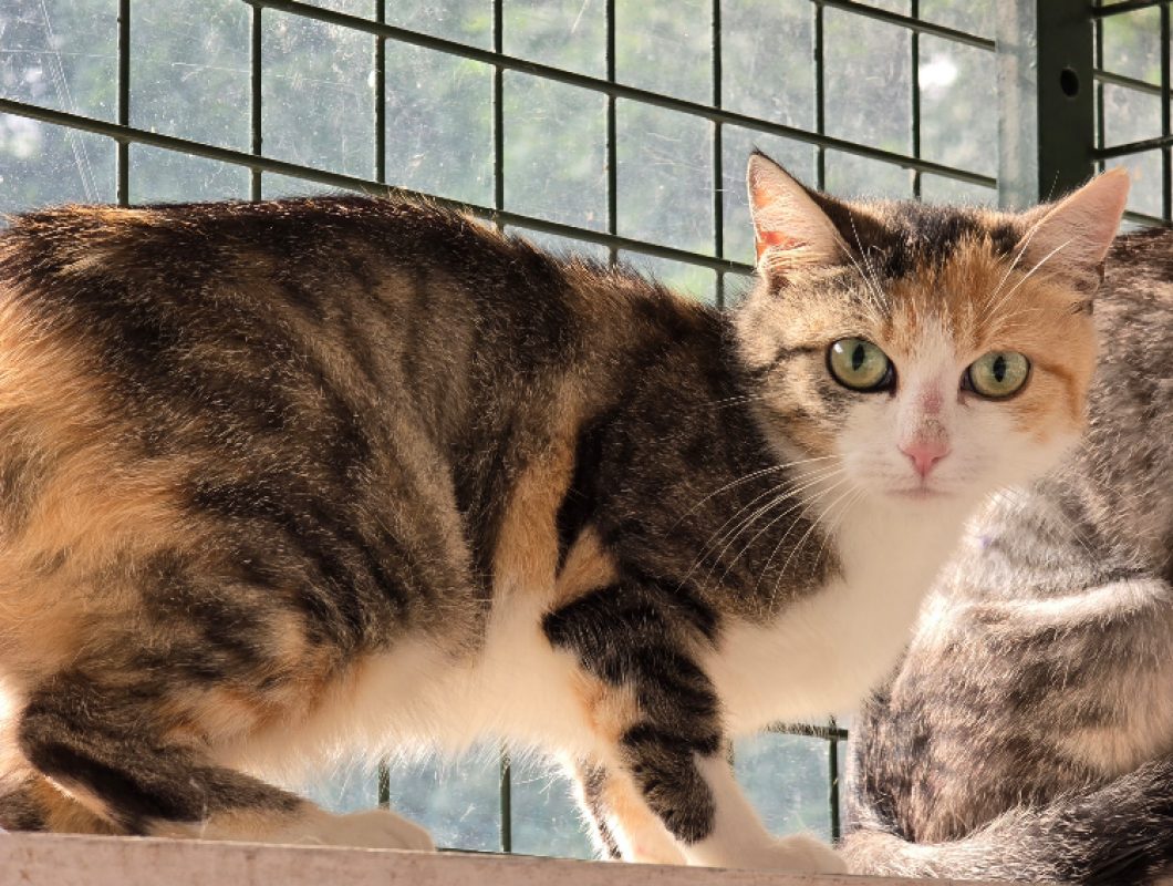 Ariel - Chat Européen à adopter - photo 3