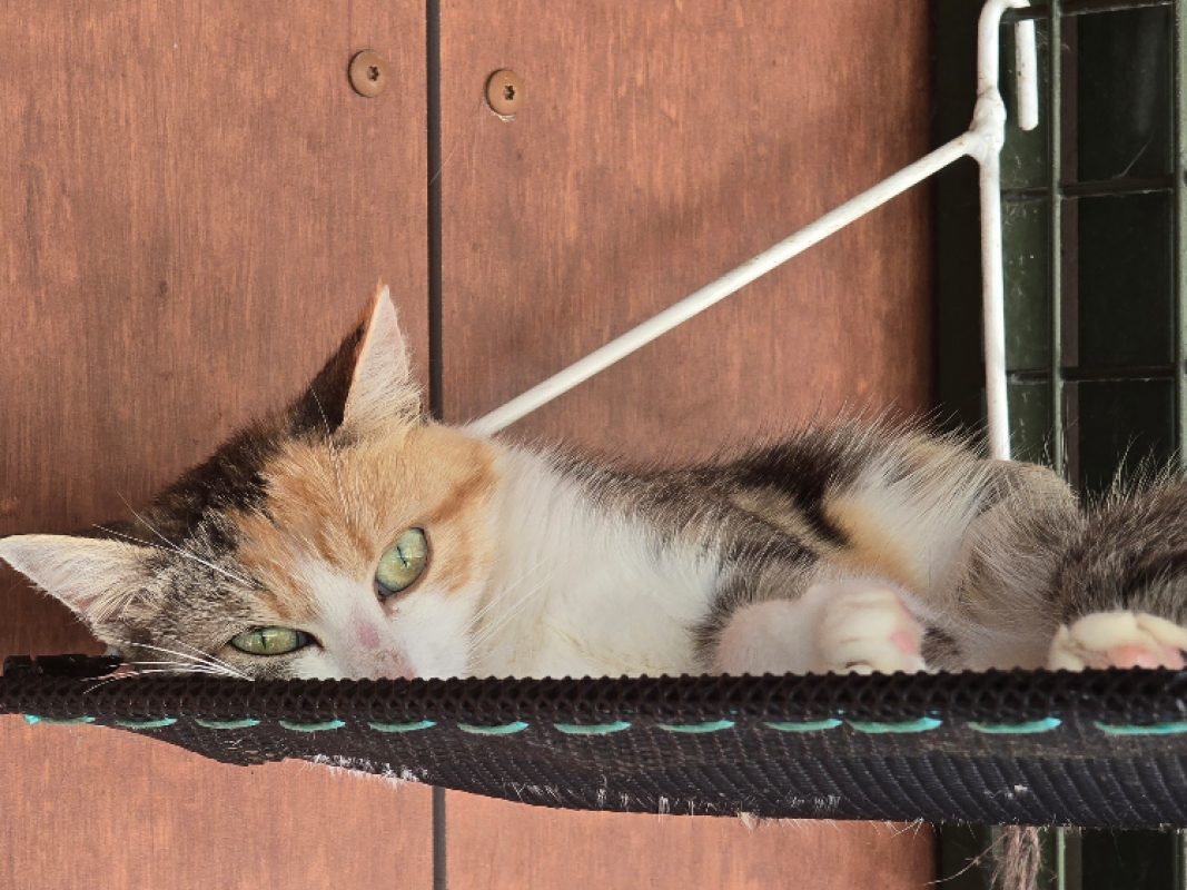 Ariel - Chat Européen à adopter - photo 4