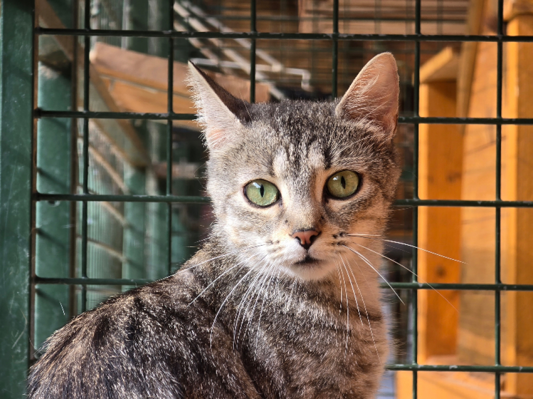 Foly - Chat Européen à adopter