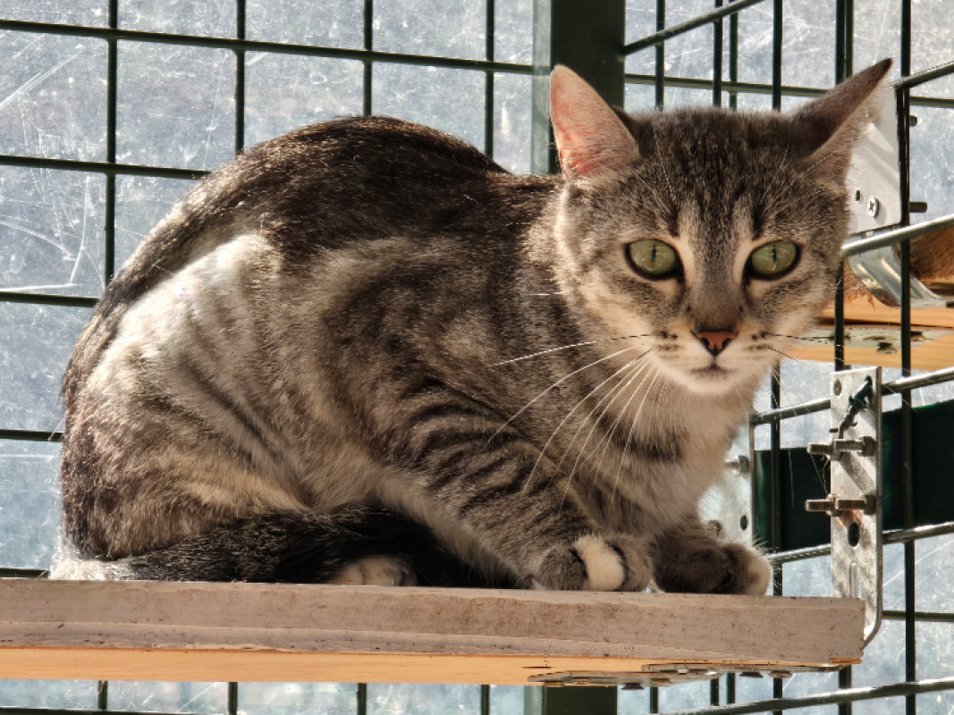 Foly - Chat Européen à adopter - photo 2