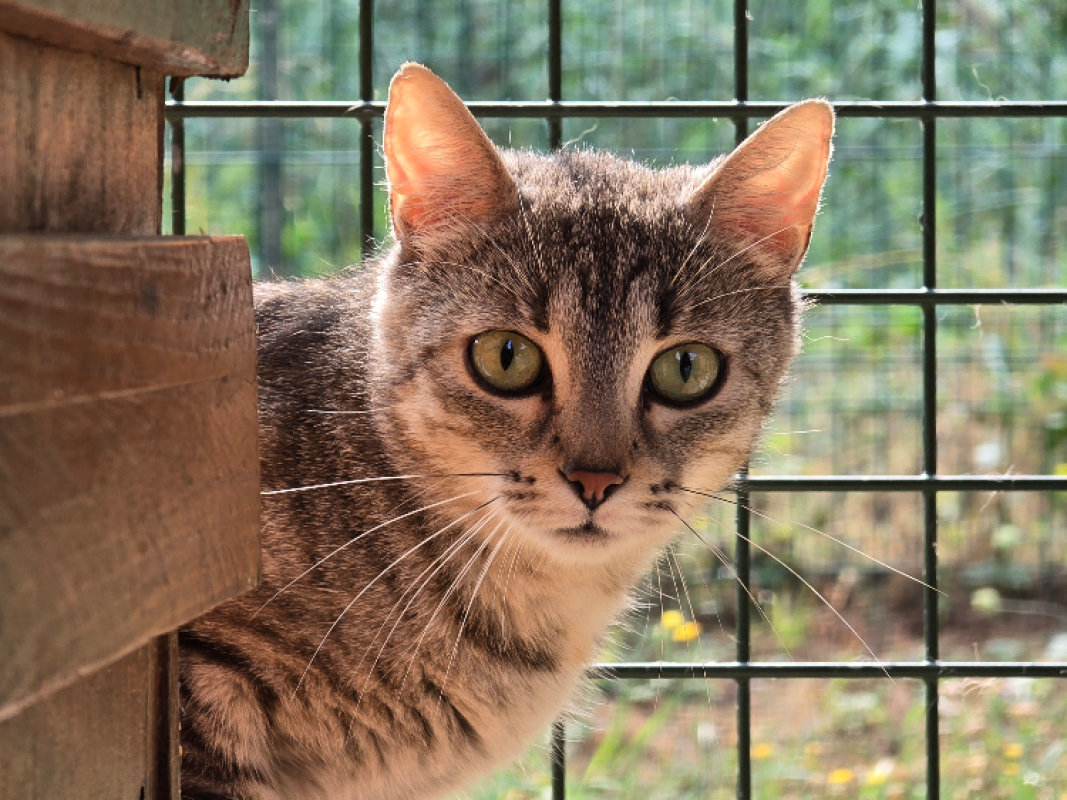 Foly - Chat Européen à adopter - photo 3