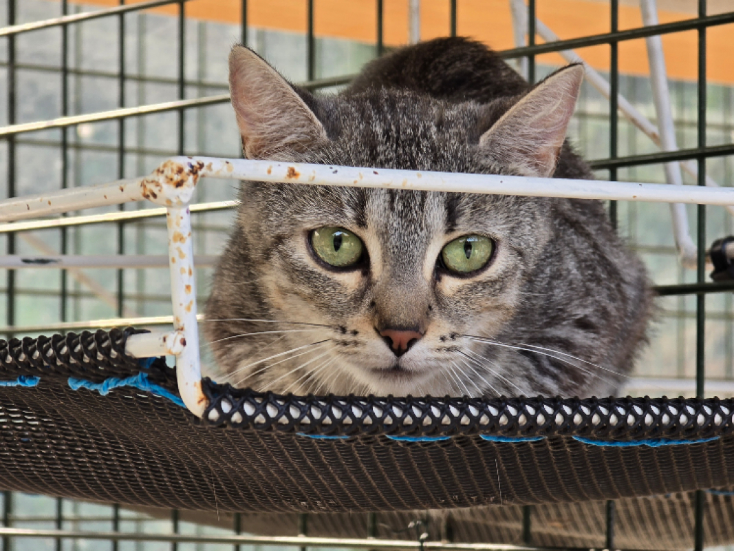 Foly - Chat Européen à adopter - photo 4