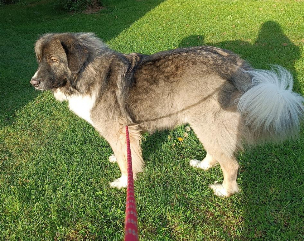 Photo #1 de Pitchoun