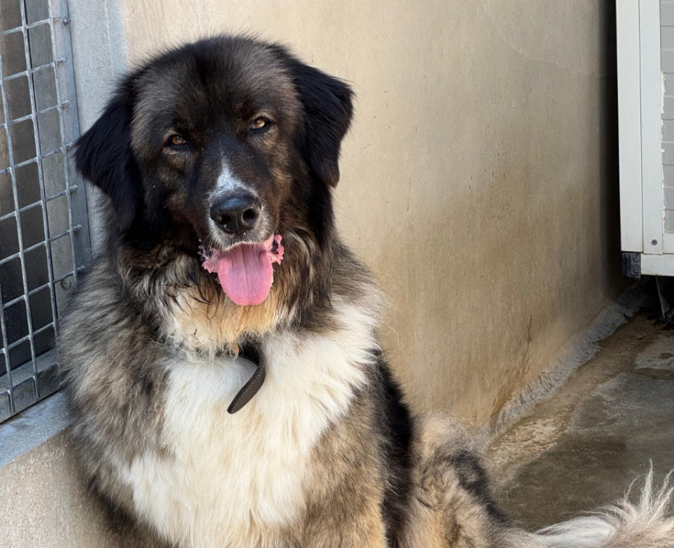 Photo #3 de Pitchoun