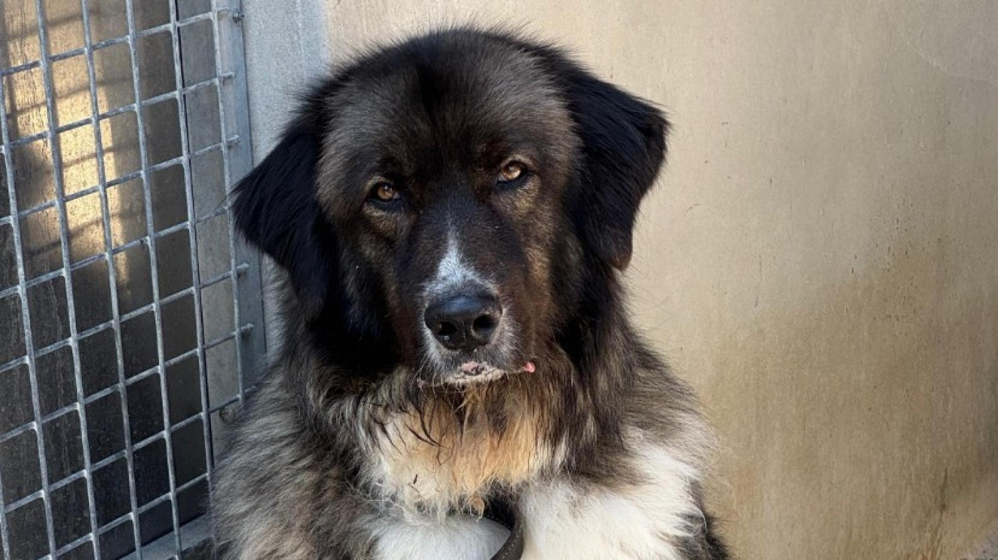 Photo #2 de Pitchoun