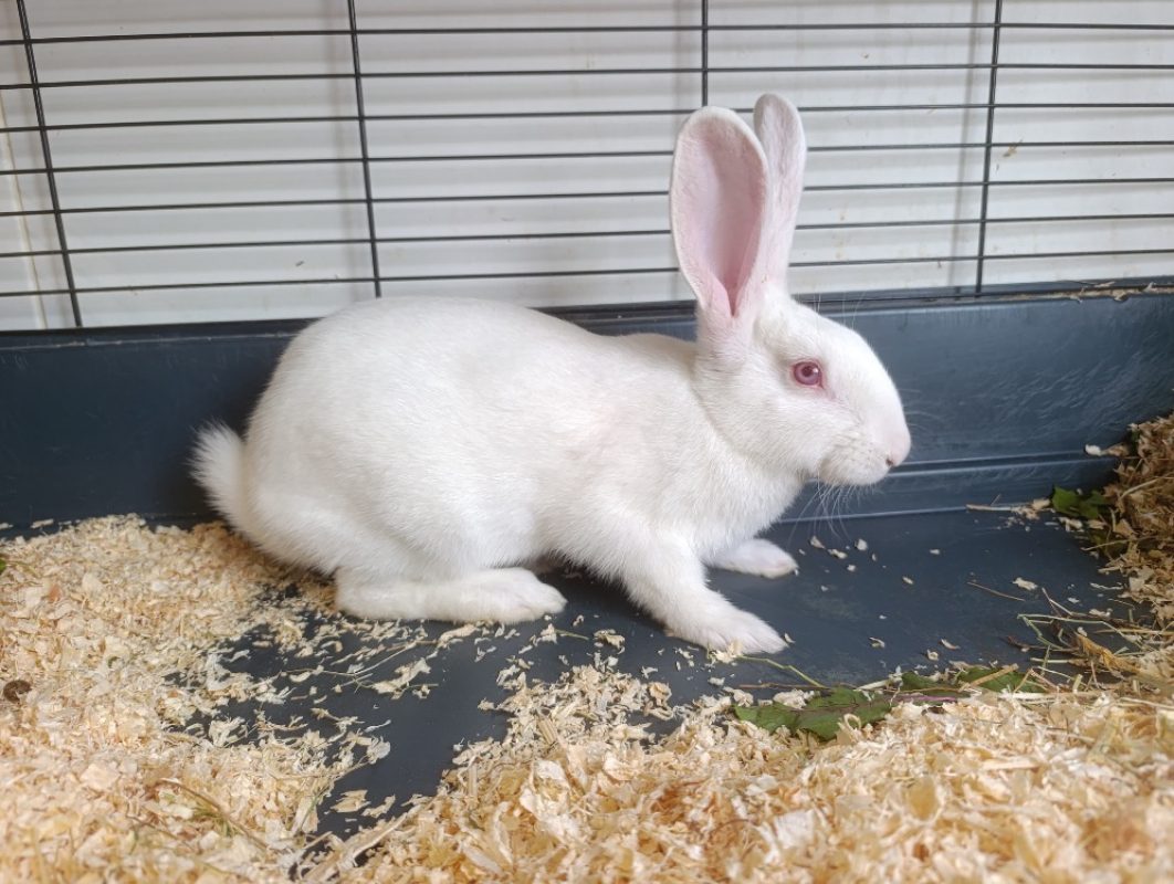 Follower - Rongeur Lapin à adopter