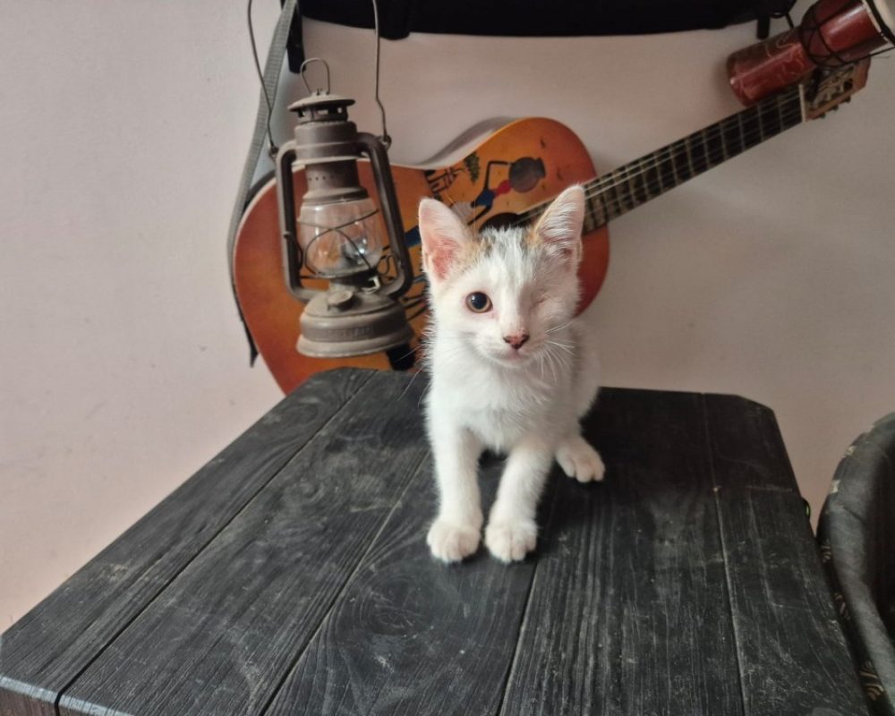 Zhivot - Chat Européen à adopter