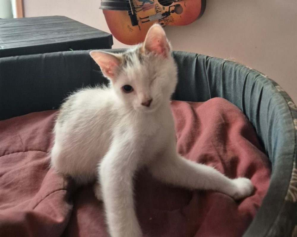 Zhivot - Chat Européen à adopter - photo 2