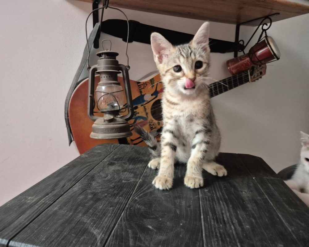 Deen - Chat Européen à adopter