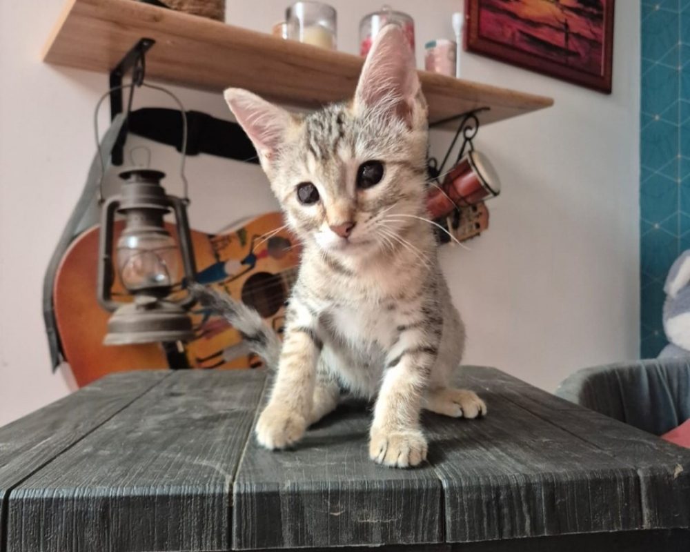 Deen - Chat Européen à adopter - photo 2