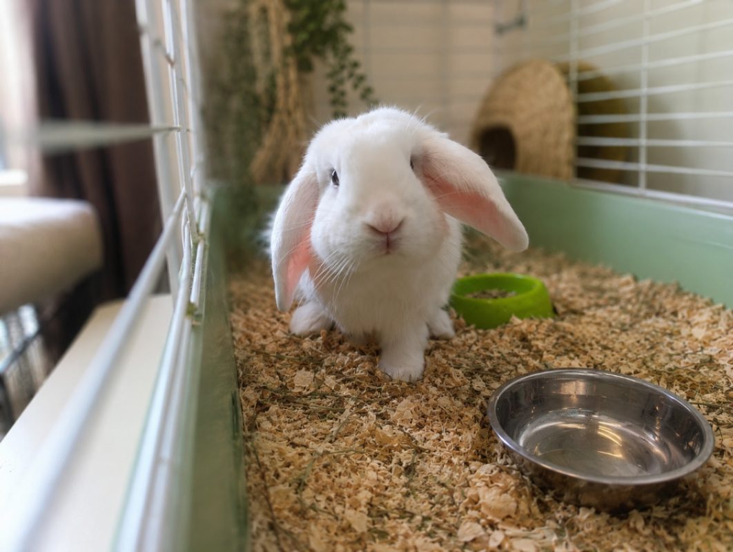Silver - Rongeur Lapin à adopter