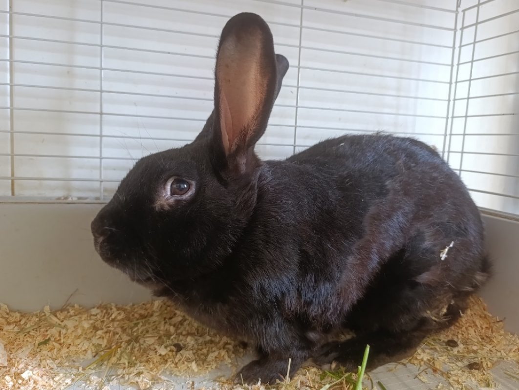Shadow - Rongeur Lapin à adopter