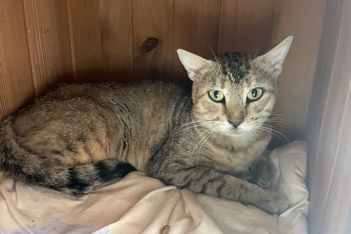 Kulm - Chat Européen à adopter