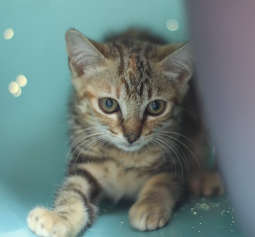 Siam - Chat Européen à adopter