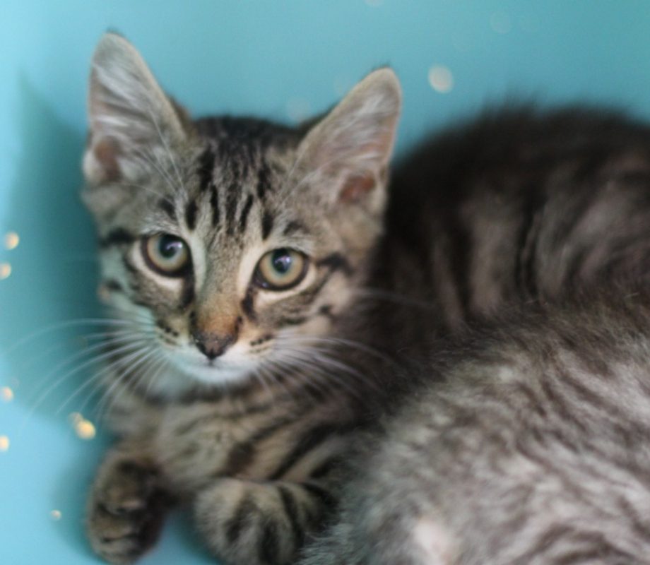 Dinozzo - Chat Européen à adopter