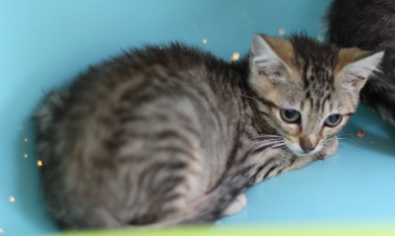 Ziva - Chat Européen à adopter