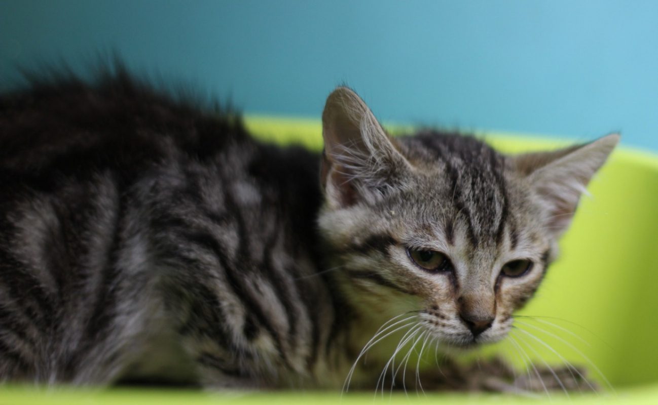 Gibbs - Chat Européen à adopter