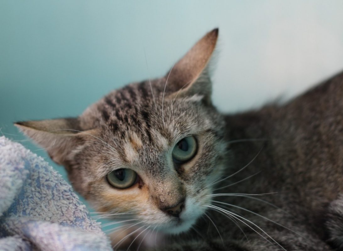 Cleo - Chat Européen à adopter