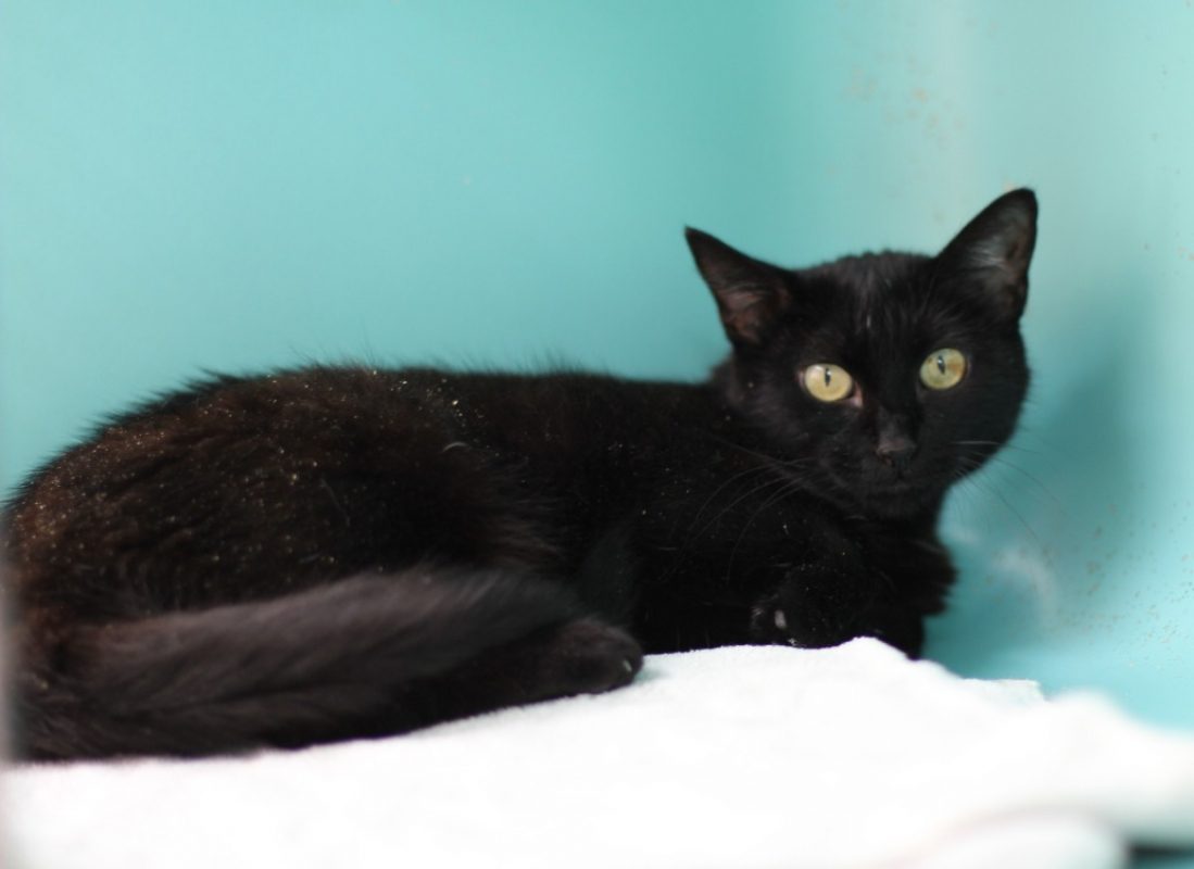 Bagheera - Chat Européen à adopter
