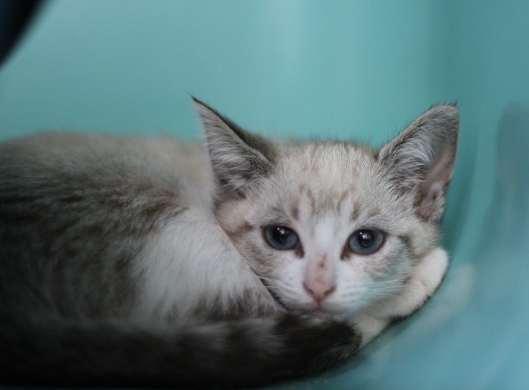 Mia - Chat à adopter