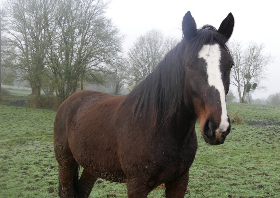 Leon - Equidé Cheval à adopter