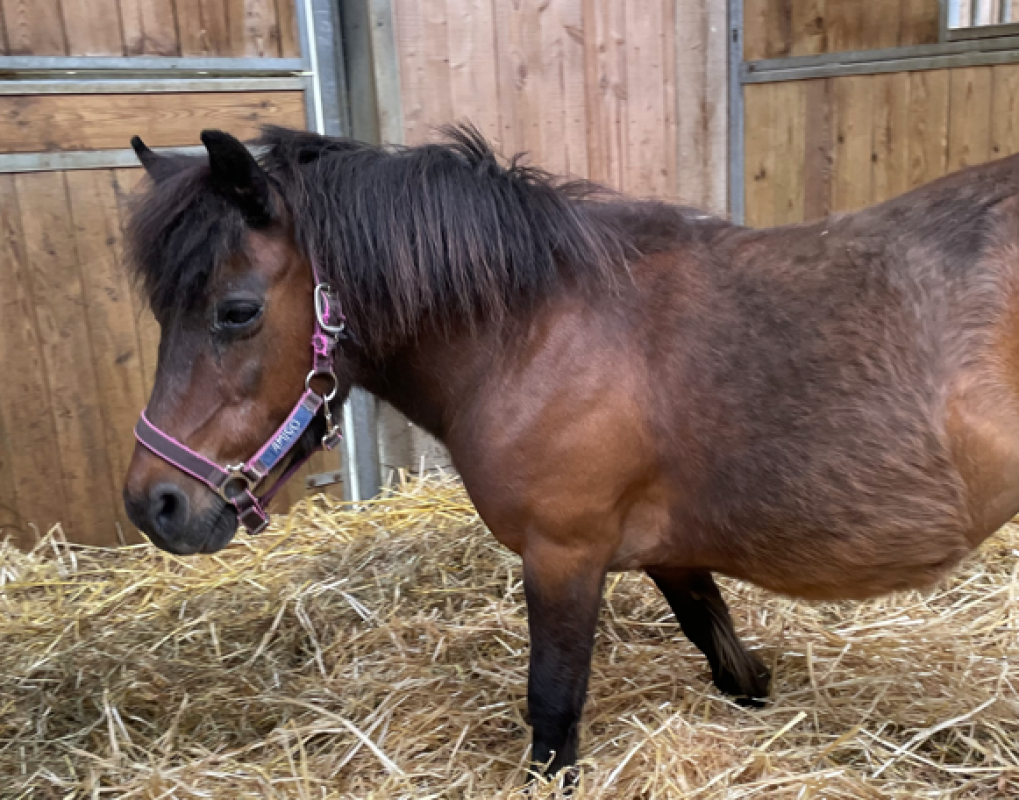 Lea - Equidé Poney à adopter