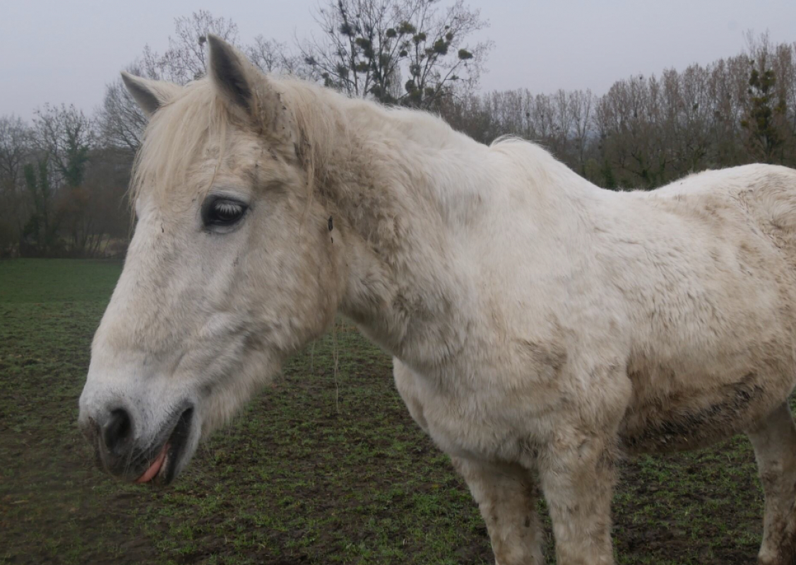 Jakadie - Equidé Poney à adopter