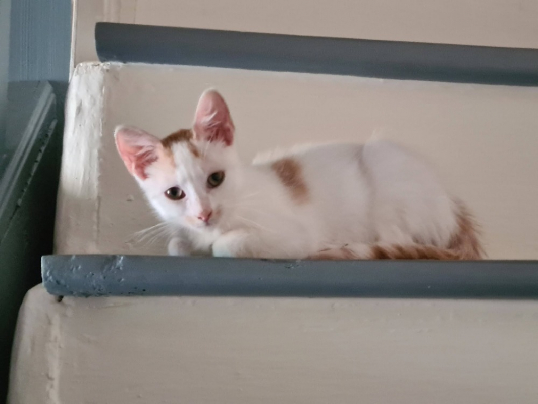 Baptisie - Chat Européen à adopter