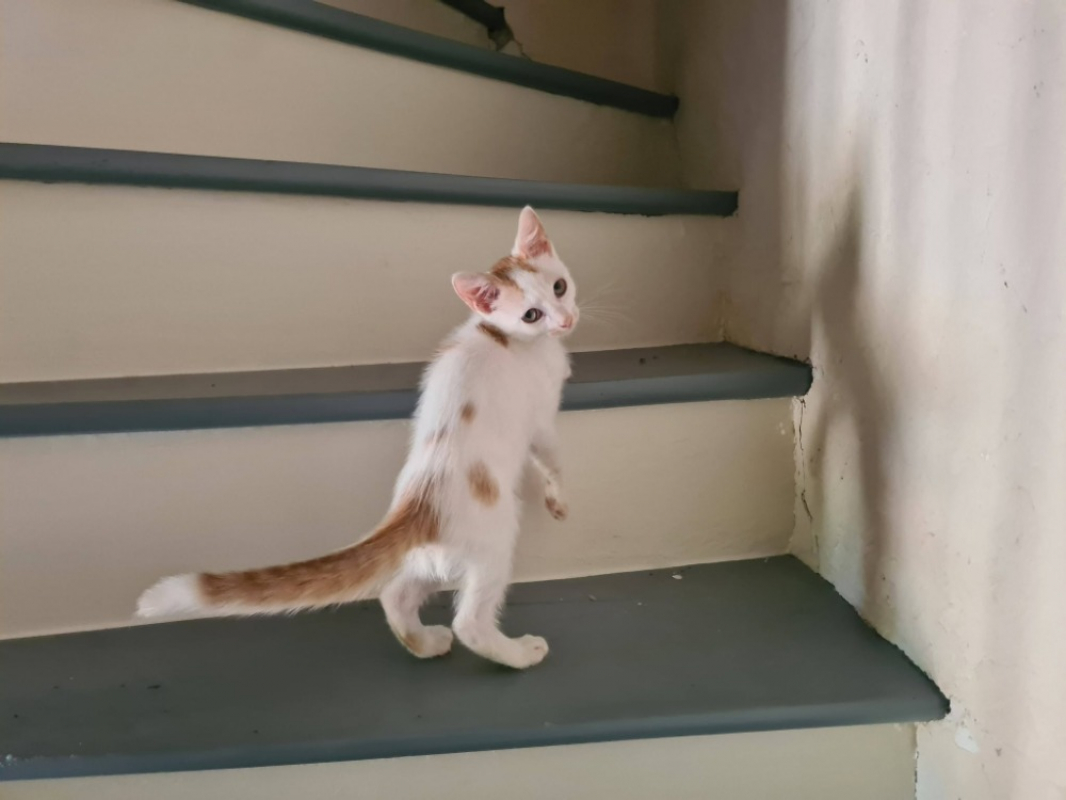 Baptisie - Chat Européen à adopter - photo 2