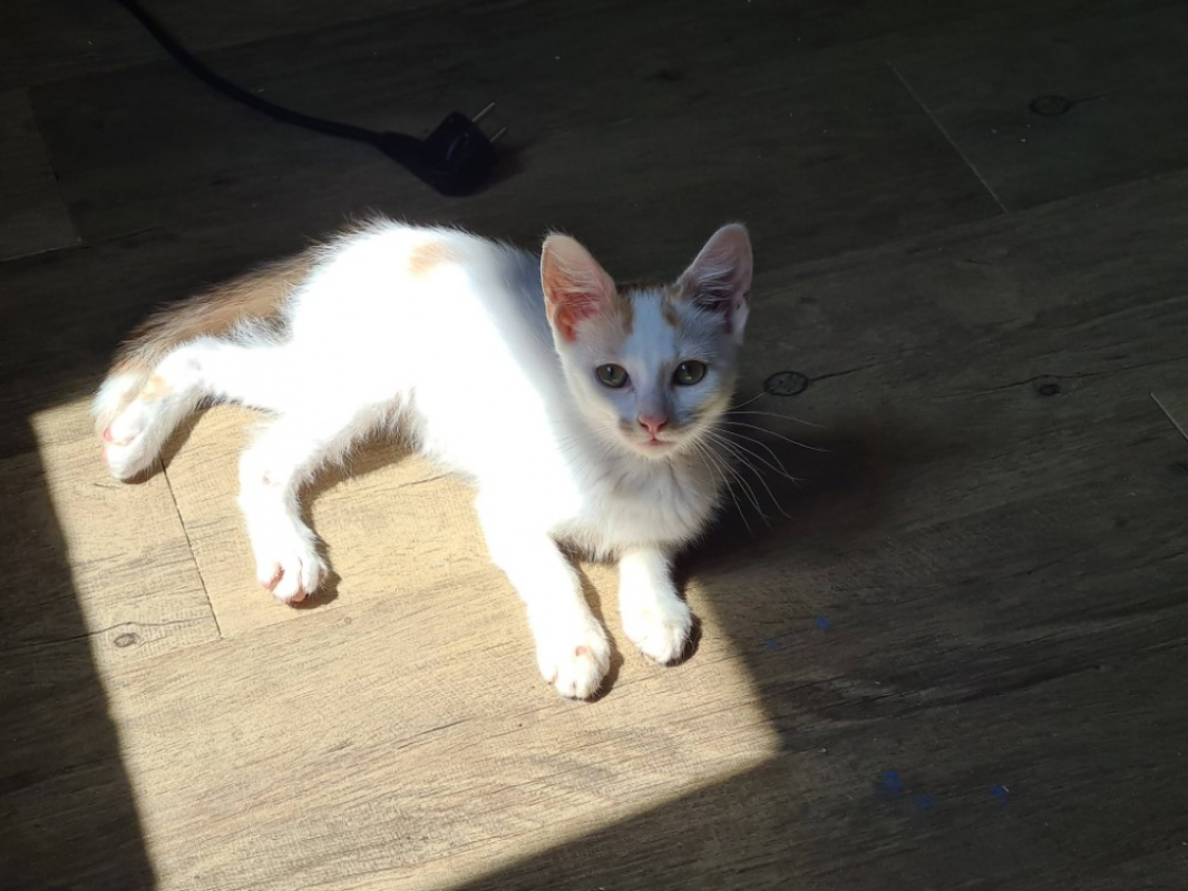 Baptisie - Chat Européen à adopter - photo 3