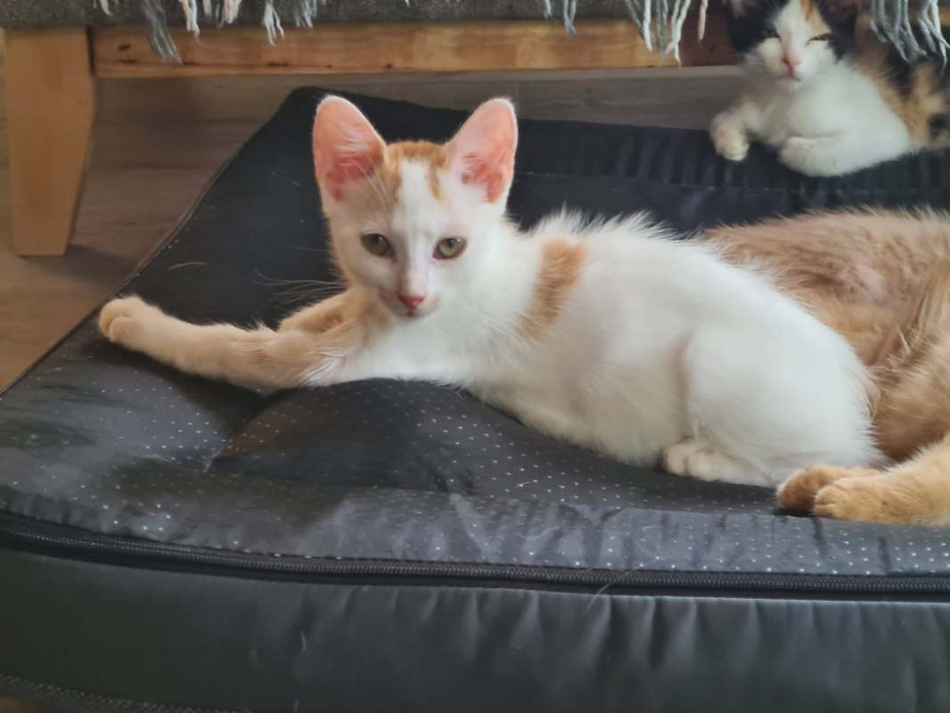 Baptisie - Chat Européen à adopter - photo 4