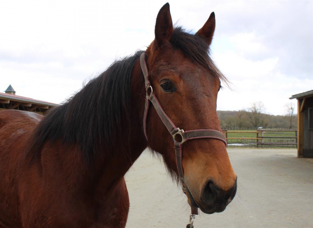 His dream - Equidé Cheval à adopter
