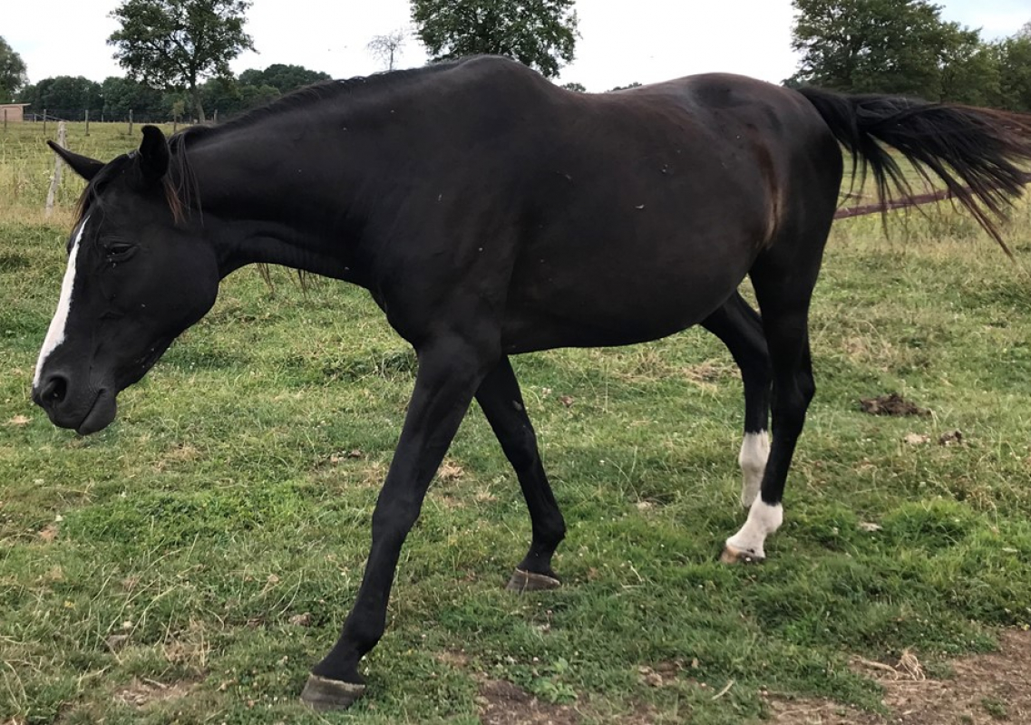 Highlight - Equidé Cheval à adopter