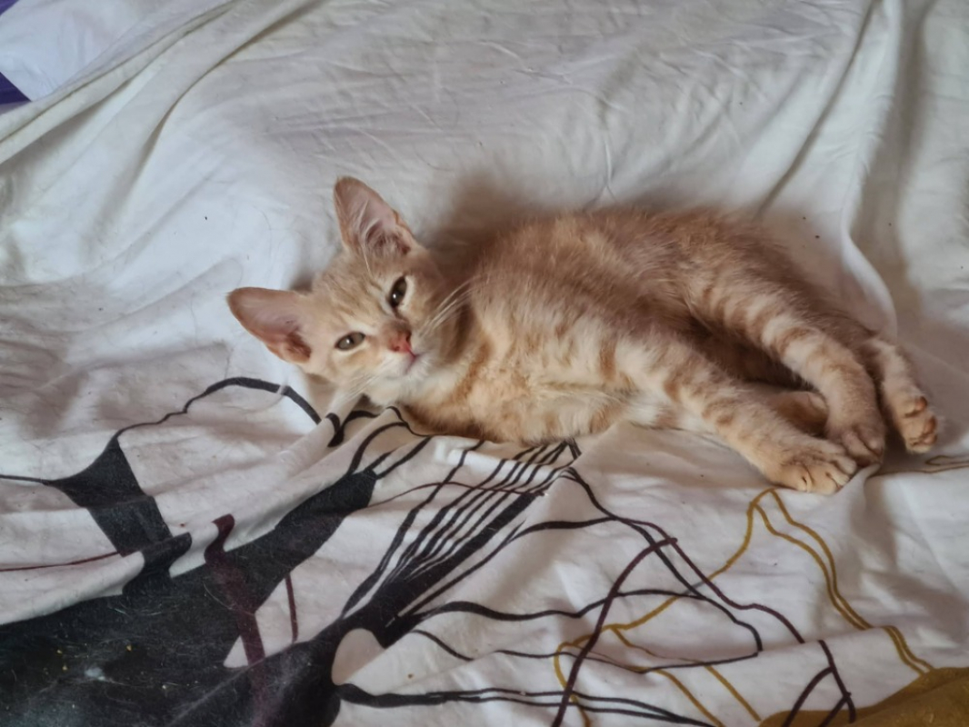 Badasse - Chat Européen à adopter